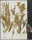 Foto von Salix alba subsp. vitellina (L.) Arcang. x Salix babylonica L.